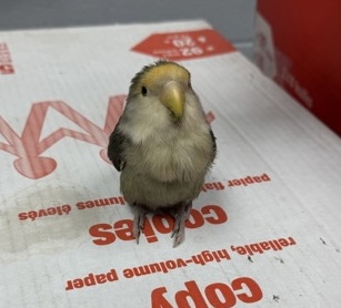 Bud