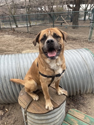 Marmaduke