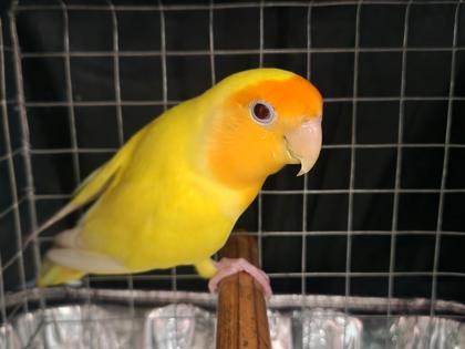 Squawk
