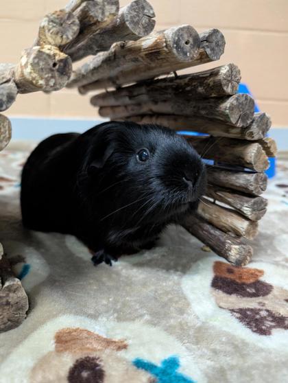 Penny