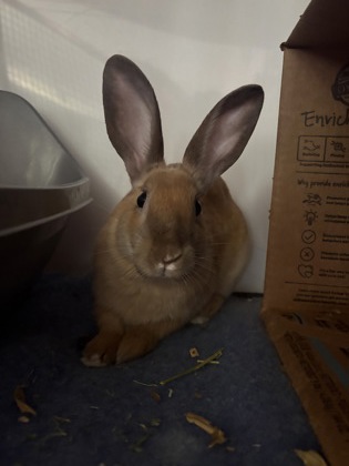 Cirrus