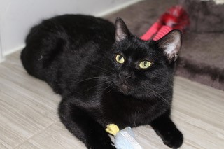 Nova