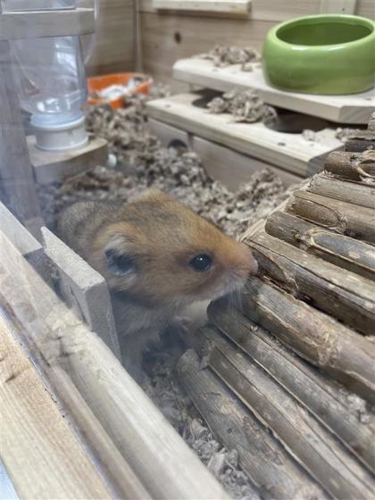 Hammy