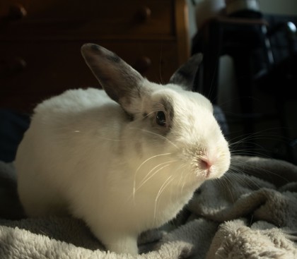 Daisy