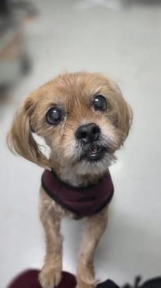 Mixed Breed