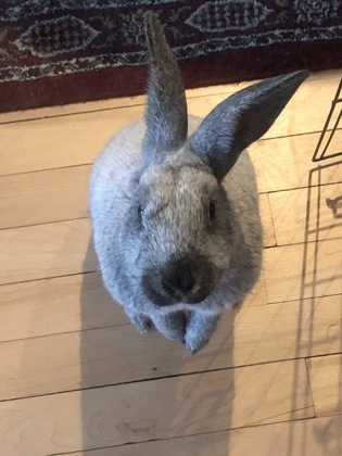 Indigo