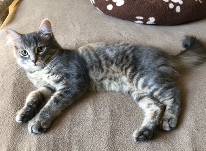 Purrquoi