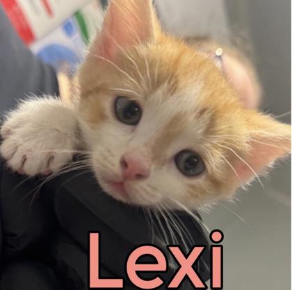 Lexi