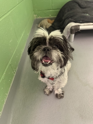 Tito