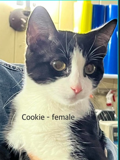 Cookie
