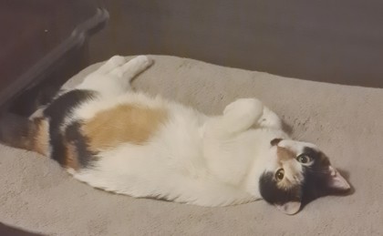 Kiki