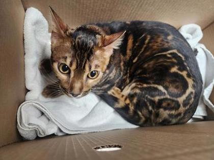 Biscuit