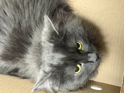 Luci