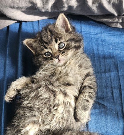Coda