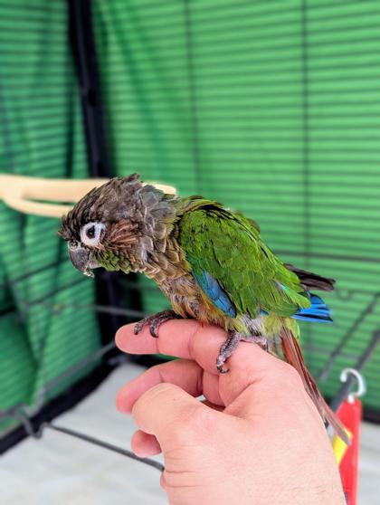Kiwi