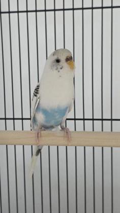 Houdini