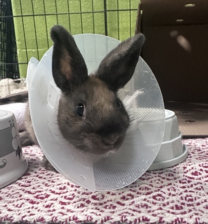 Cinnamon Bun