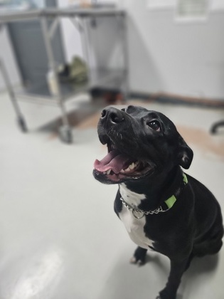 Oreo