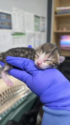 Meredith