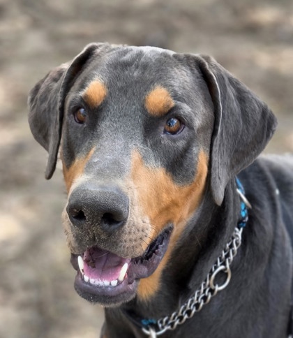 Eli