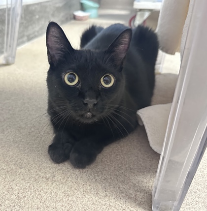 Luna