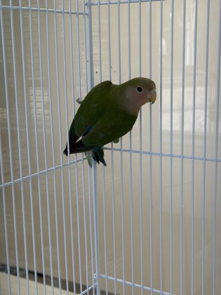 Perry