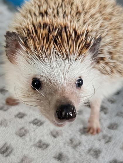 Spike