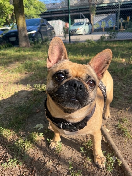 Zola