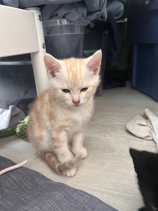 Oliver