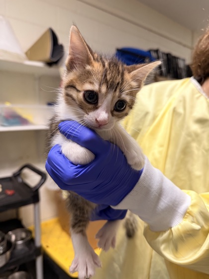 Meredith