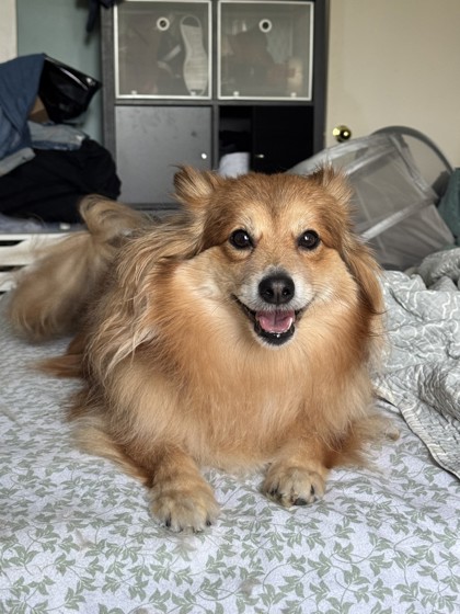 Mixed Breed