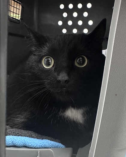 Black Cat Adoption Rates: Surprising Trends You Need to Know
