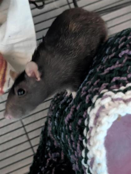 Nyxie