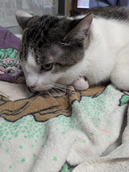 Tom