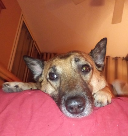 Lola