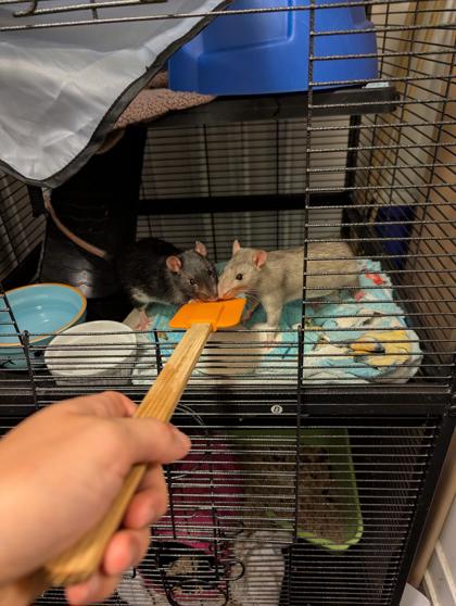Nick