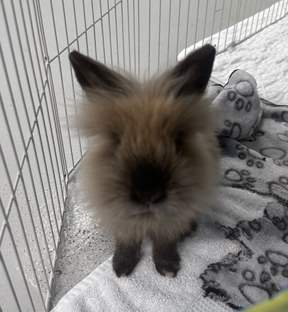 Benny