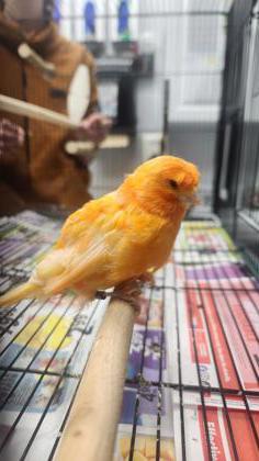 Clementine