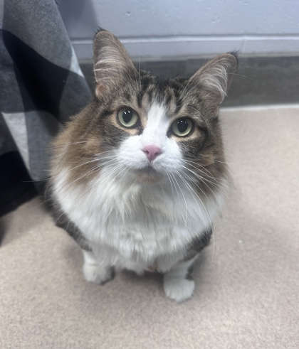 Fluffy