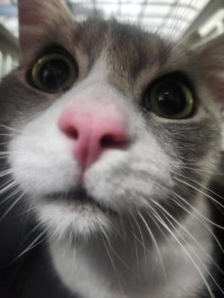 Gros Minet