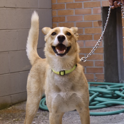 Obi