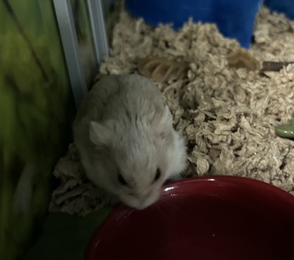 Zac
