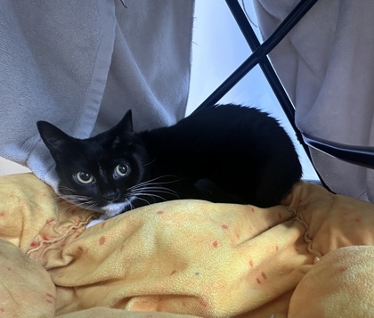 Miko
