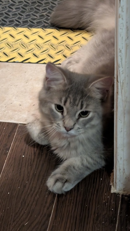 Mochi