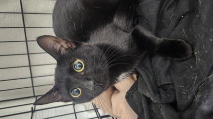 Zoe