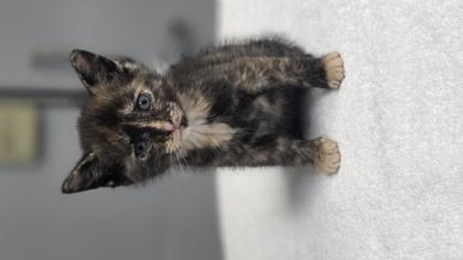 Mowgli