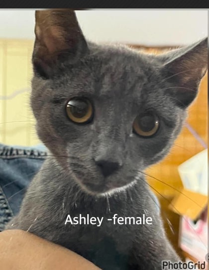 Ashley