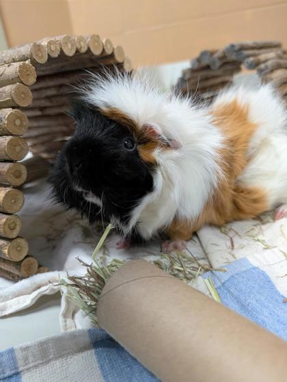 Basil