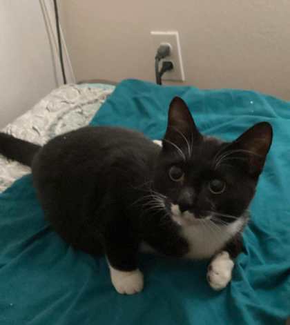 Pip