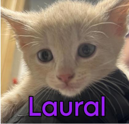 Laurel